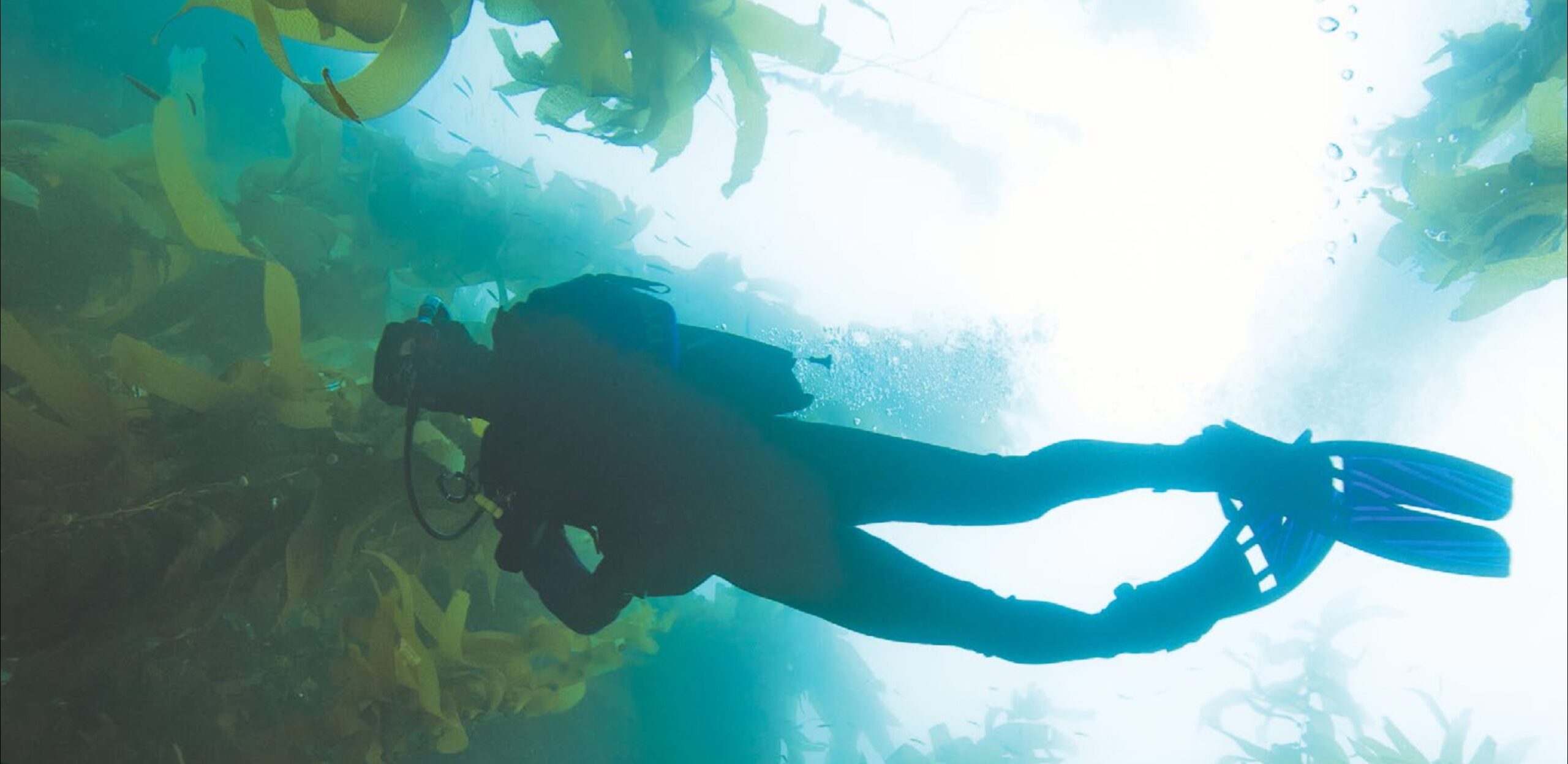 Scuba Exotique Dive Training Center - Diver in kelp forest off San Diego, CA