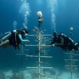 Peak Performance Buoyancy Diver Class